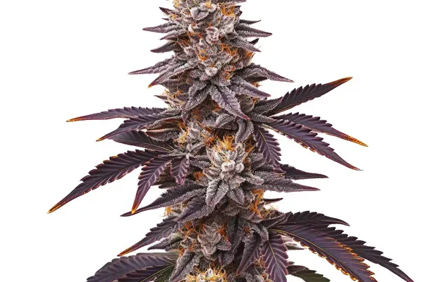 Blueberry Schnellversion (Blimburn Seeds) – offizielles Produktbild
