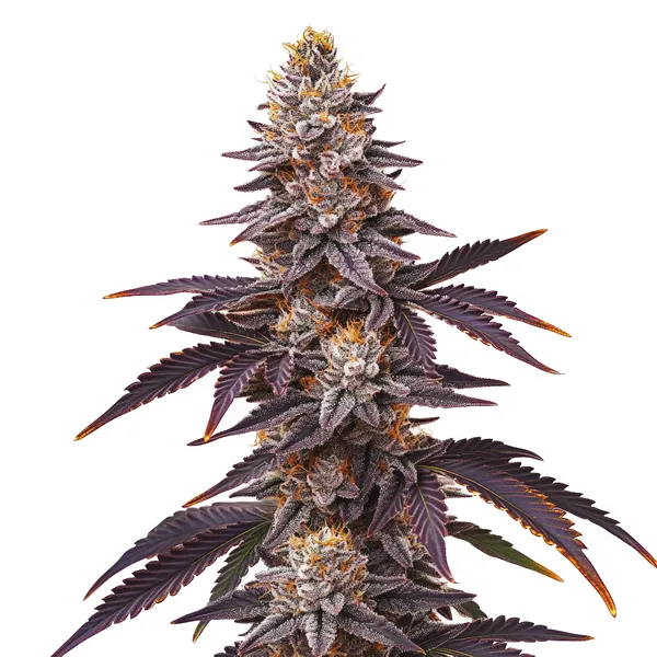Blueberry Schnellversion (Blimburn Seeds) – offizielles Produktbild