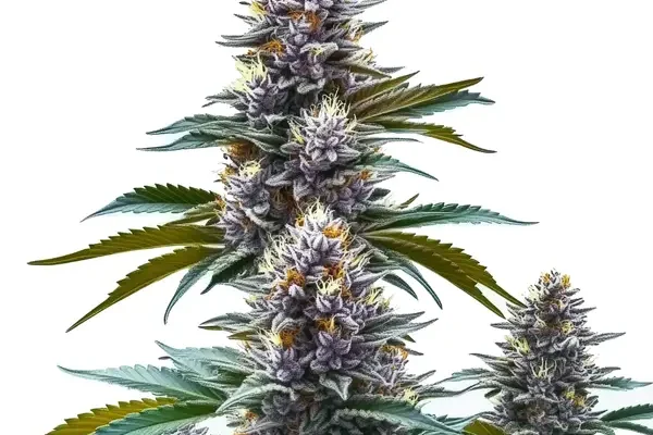 Blueberry Kush Regulär (Blimburn Seeds) – offizielles Produktbild