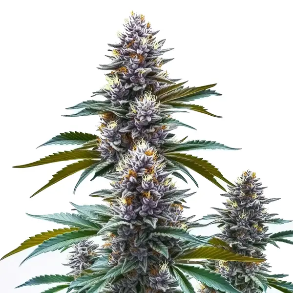 Blueberry Kush Regulär (Blimburn Seeds) – offizielles Produktbild