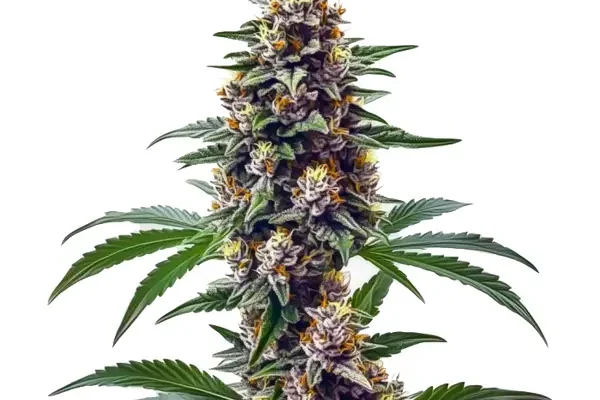 Blueberry Regulär (Blimburn Seeds) – offizielles Produktbild