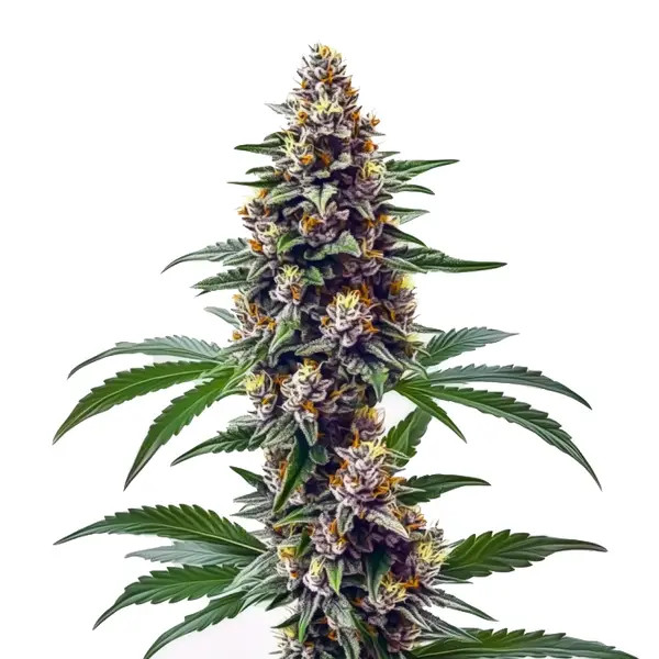 Blueberry Regulär (Blimburn Seeds) – offizielles Produktbild