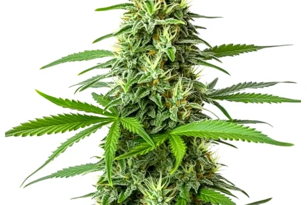 Blueberry x Big Bud Auto (Blimburn Seeds) – offizielles Produktbild