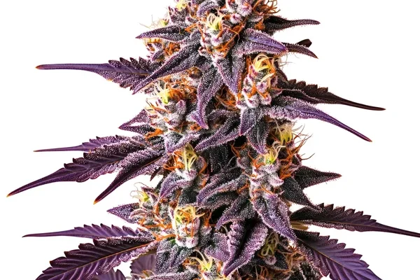 Blueberry x Big Devil Auto (Blimburn Seeds) – offizielles Produktbild