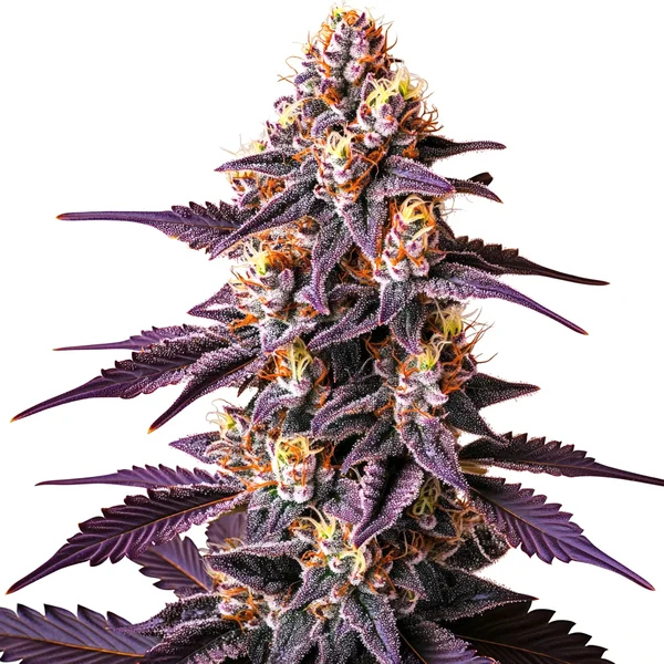 Blueberry x Big Devil Auto (Blimburn Seeds) – offizielles Produktbild