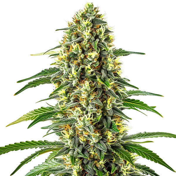 Blueberry x Cream Cheese Auto (Blimburn Seeds) – offizielles Produktbild