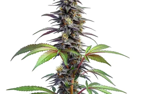 Blueberry x Lemon Haze Auto (Blimburn Seeds) – offizielles Produktbild