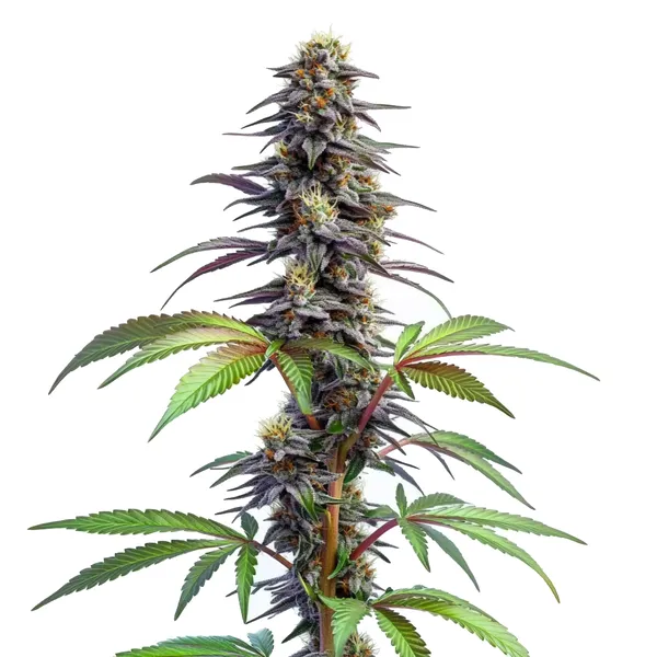Blueberry x Lemon Haze Auto (Blimburn Seeds) – offizielles Produktbild