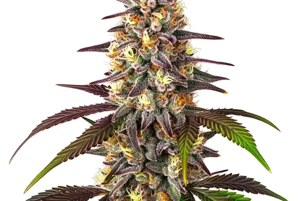 Blueberry x Mazar Auto (Blimburn Seeds) – offizielles Produktbild