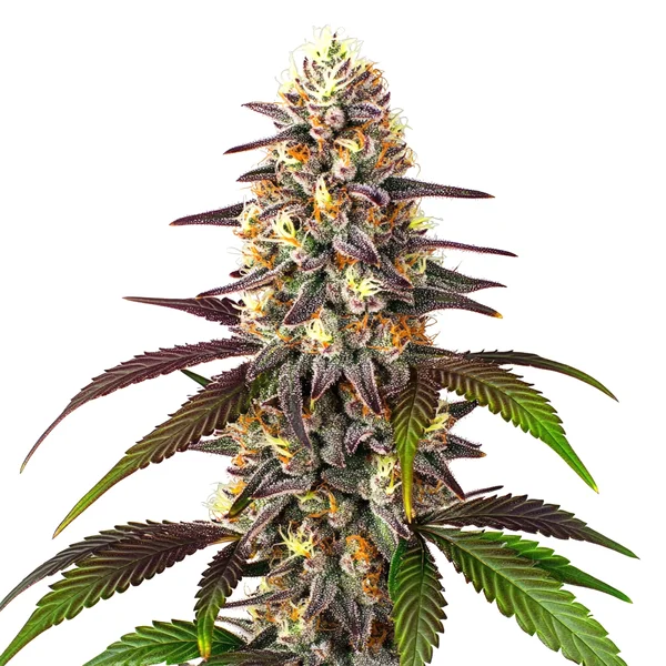 Blueberry x Mazar Auto (Blimburn Seeds) – offizielles Produktbild