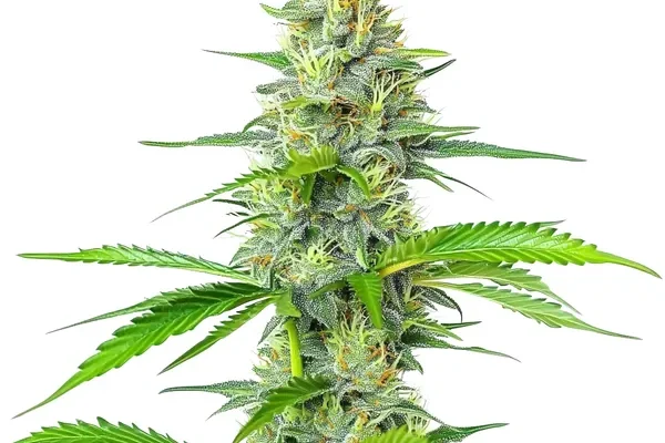 Blueberry x White Widow (Blimburn Seeds) – offizielles Produktbild