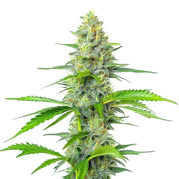 Blueberry x White Widow (Blimburn Seeds) – offizielles Produktbild