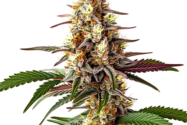 Blunicorn 5 (Blimburn Seeds) – offizielles Produktbild