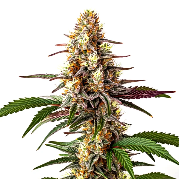 Blunicorn 5 (Blimburn Seeds) – offizielles Produktbild