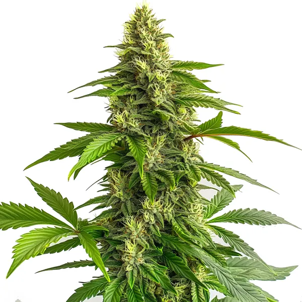 Bruce Banner #3 FBV (Blimburn Seeds) – offizielles Produktbild