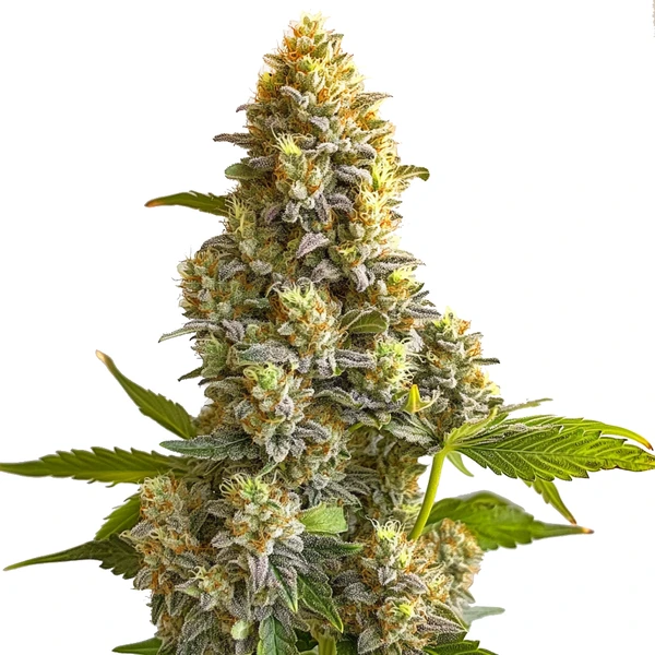 Bruce Banner Auto (Blimburn Seeds) – offizielles Produktbild
