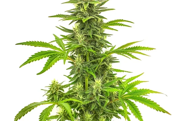 Bruce Banner Fast Version (Blimburn Seeds) – offizielles Produktbild