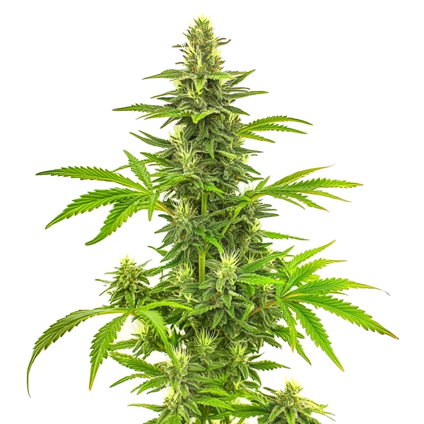 Bruce Banner Fast Version (Blimburn Seeds) – offizielles Produktbild
