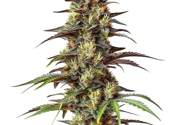 Bruce Banner Regulär (Blimburn Seeds) – offizielles Produktbild