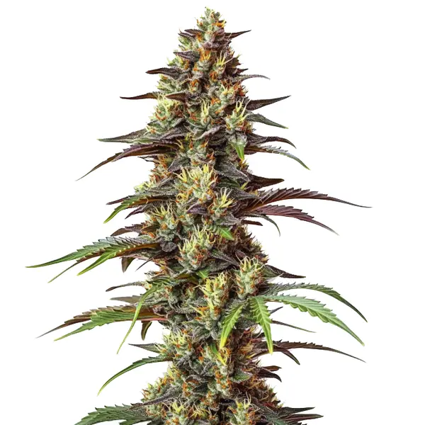 Bruce Banner Regulär (Blimburn Seeds) – offizielles Produktbild