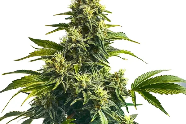 Bruce Banner x Carmen (Blimburn Seeds) – offizielles Produktbild