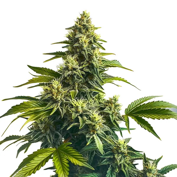 Bruce Banner x Carmen (Blimburn Seeds) – offizielles Produktbild