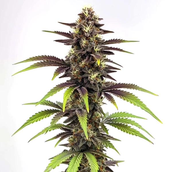 Bruce Banner x Do-Si-Dos (Blimburn Seeds) – offizielles Produktbild
