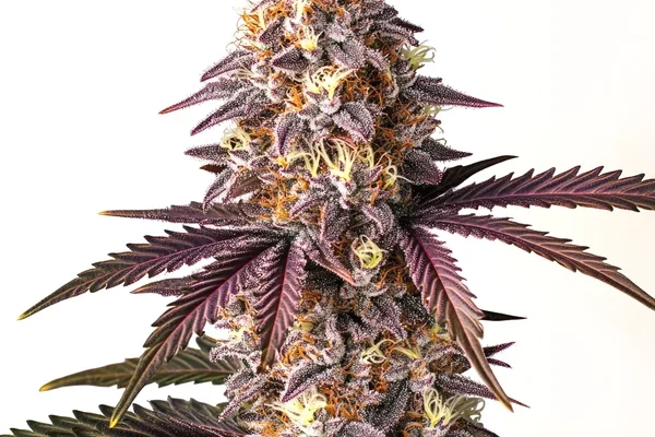 Bruce Banner x Grape (Blimburn Seeds) – offizielles Produktbild