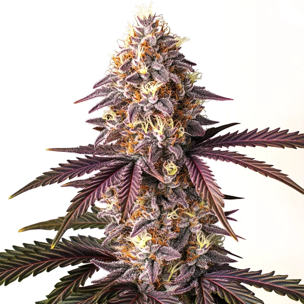 Bruce Banner x Grape (Blimburn Seeds) – offizielles Produktbild