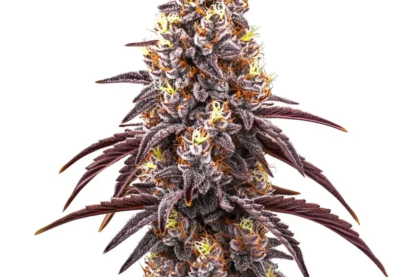 Bruce Banner x Grapefruit Regulär (Blimburn Seeds) – offizielles Produktbild
