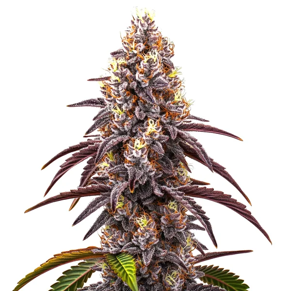Bruce Banner x Grapefruit Regulär (Blimburn Seeds) – offizielles Produktbild