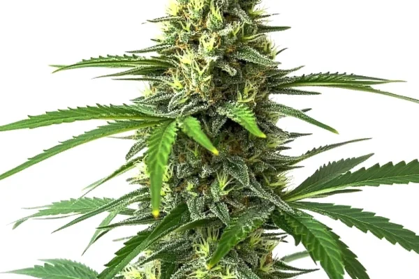 Bruce Banner x Kali Mist (Blimburn Seeds) – offizielles Produktbild