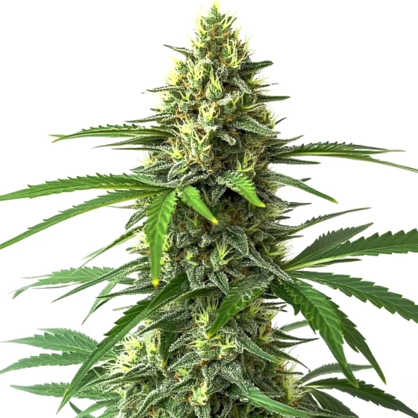 Bruce Banner x Kali Mist (Blimburn Seeds) – offizielles Produktbild
