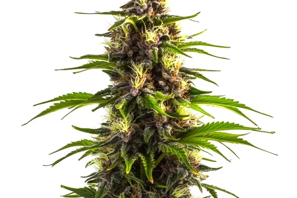 Bruce Banner x Mochalope (Blimburn Seeds) – offizielles Produktbild