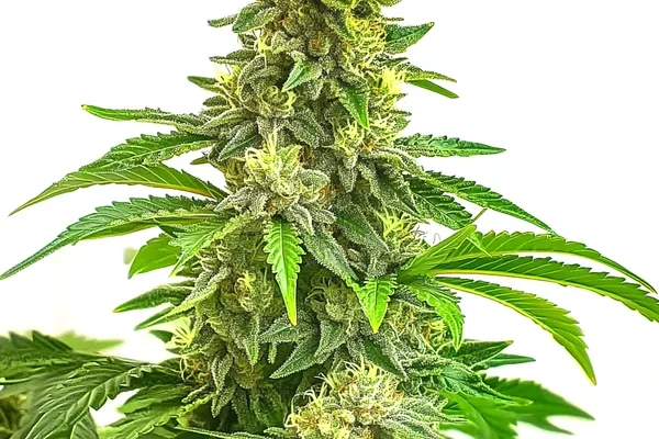 Bruce Banner x Tropi BCN Regulär (Blimburn Seeds) – offizielles Produktbild