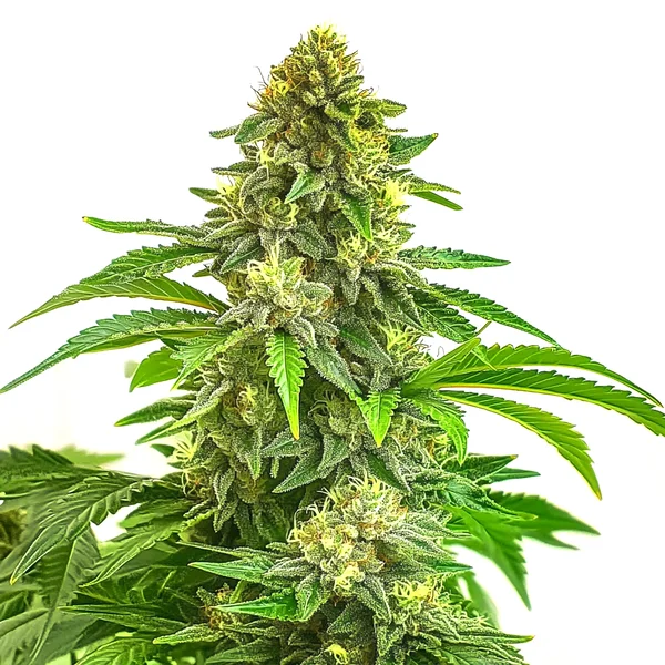 Bruce Banner x Tropi BCN Regulär (Blimburn Seeds) – offizielles Produktbild