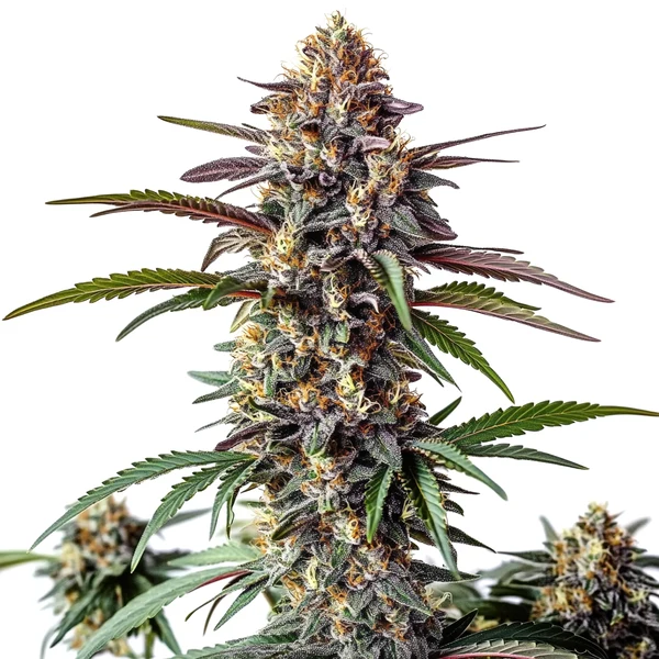 Bruce Banner x White Russian (Blimburn Seeds) – offizielles Produktbild