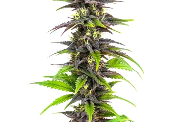 Bubba Gift (Blimburn Seeds) – offizielles Produktbild