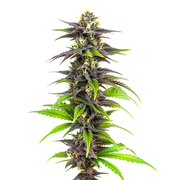 Bubba Gift (Blimburn Seeds) – offizielles Produktbild