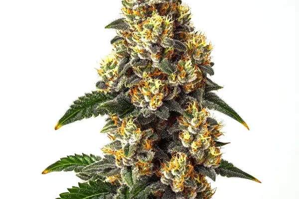Bubba Kush (Blimburn Seeds) – offizielles Produktbild