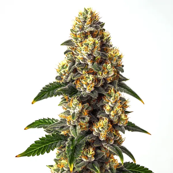 Bubba Kush (Blimburn Seeds) – offizielles Produktbild
