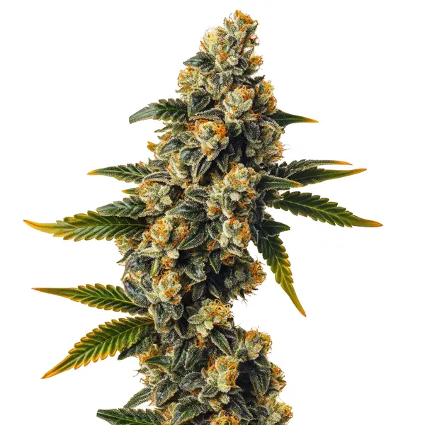 Bubba Kush Auto (Blimburn Seeds) – offizielles Produktbild