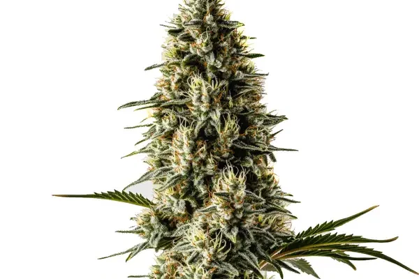 Bubblegum (Blimburn Seeds) – offizielles Produktbild