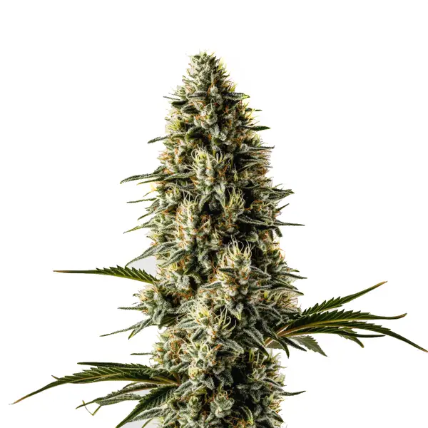 Bubblegum (Blimburn Seeds) – offizielles Produktbild