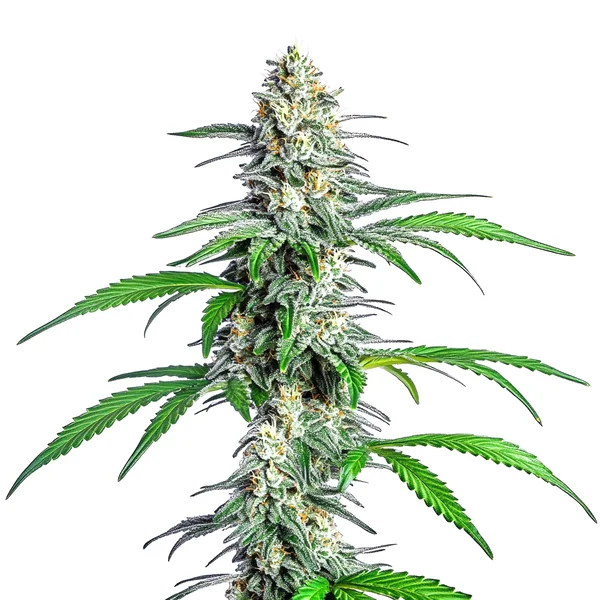 Bubblegum Cookies (Blimburn Seeds) – offizielles Produktbild