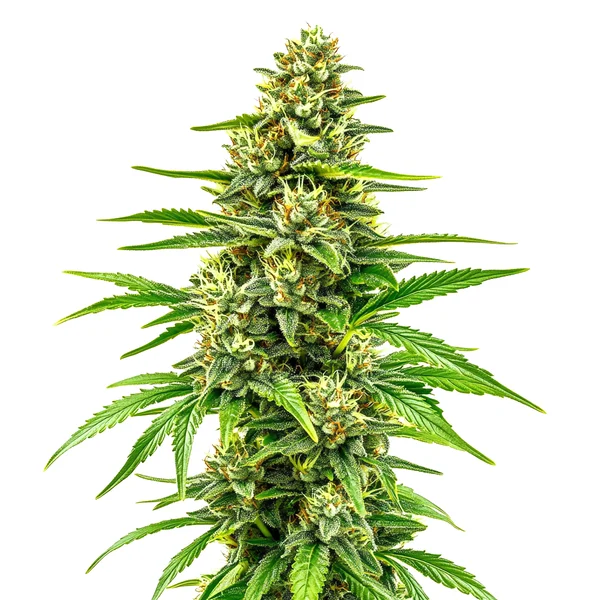 Bubblegum Regulär (Blimburn Seeds) – offizielles Produktbild