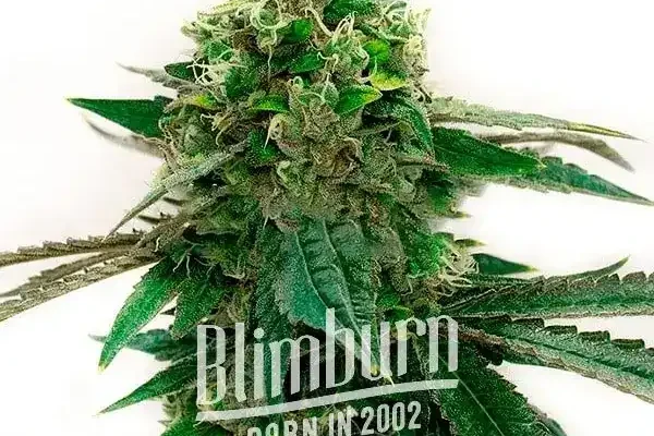 Bubblegum Haze (Blimburn Seeds) – offizielles Produktbild