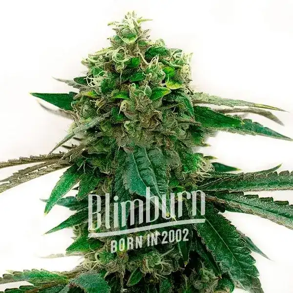 Bubblegum Haze (Blimburn Seeds) – offizielles Produktbild
