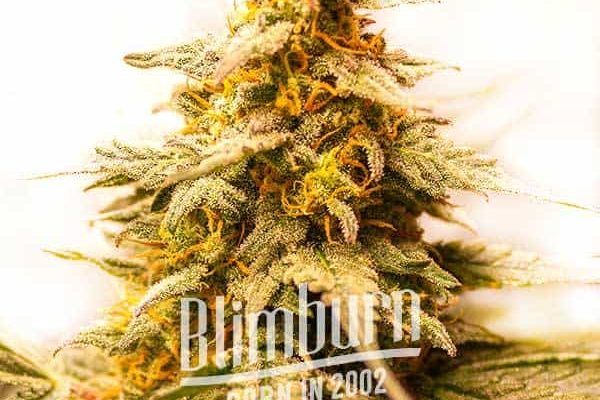Budmint (Blimburn Seeds) – offizielles Produktbild