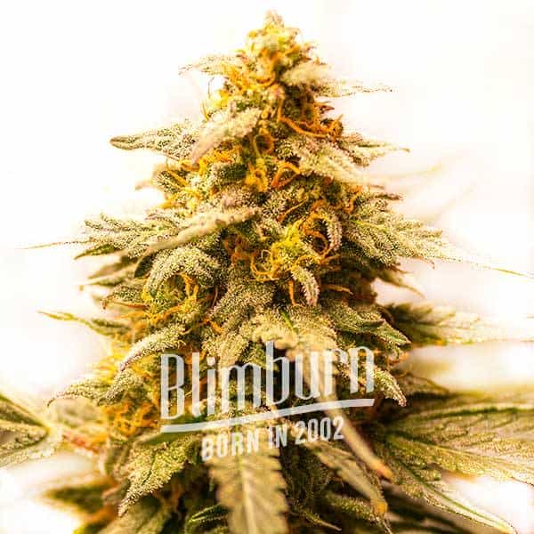 Budmint (Blimburn Seeds) – offizielles Produktbild